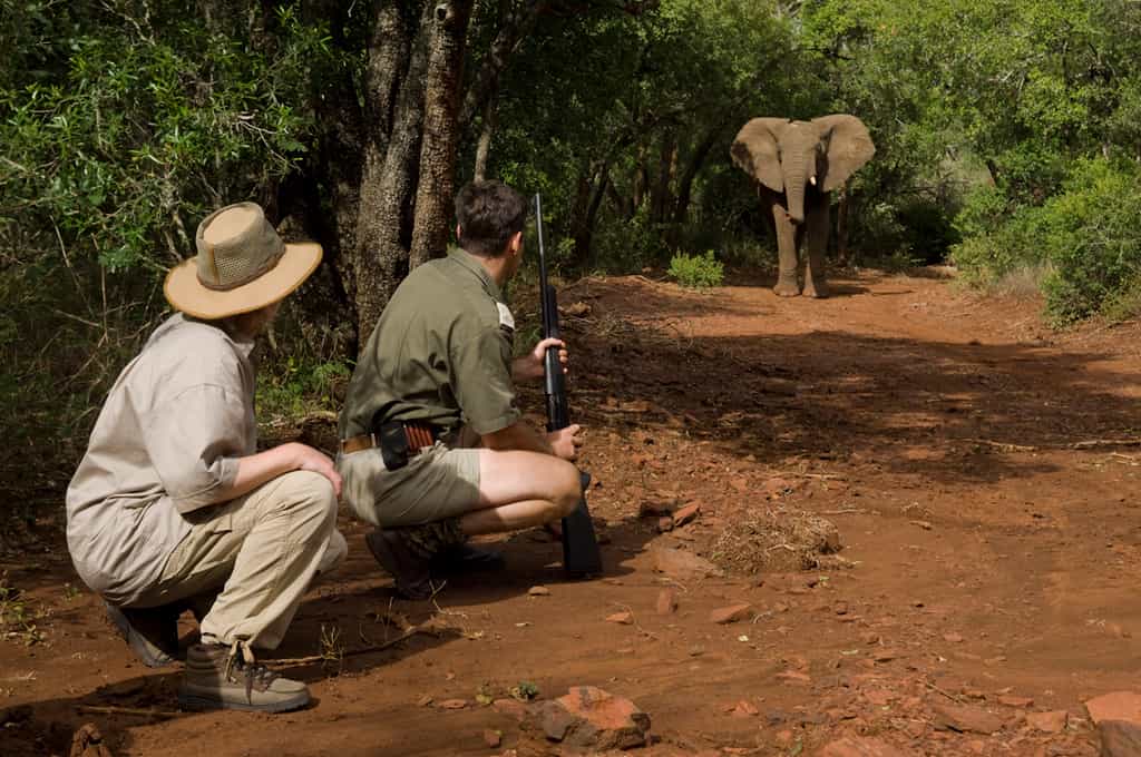 Optional activity of walking safari 