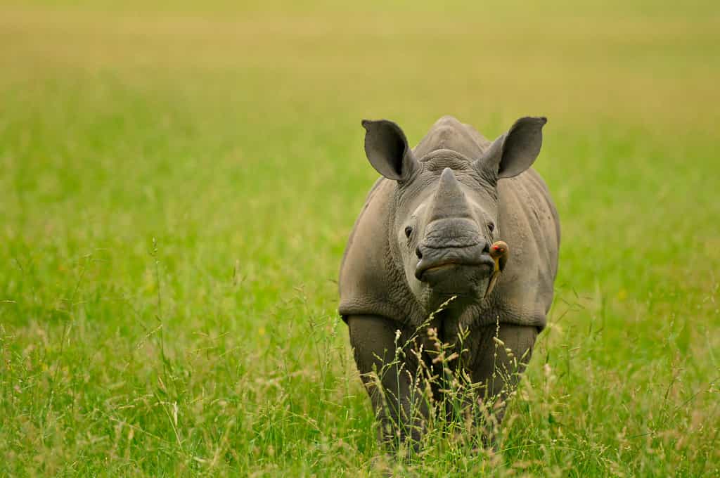 Nobody needs a rhino horn except a rhino.