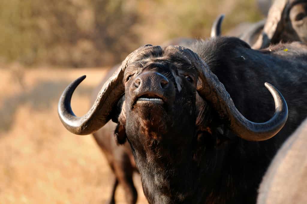 Moody and magnificent 