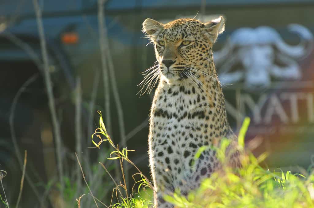 Game viewing is at its best