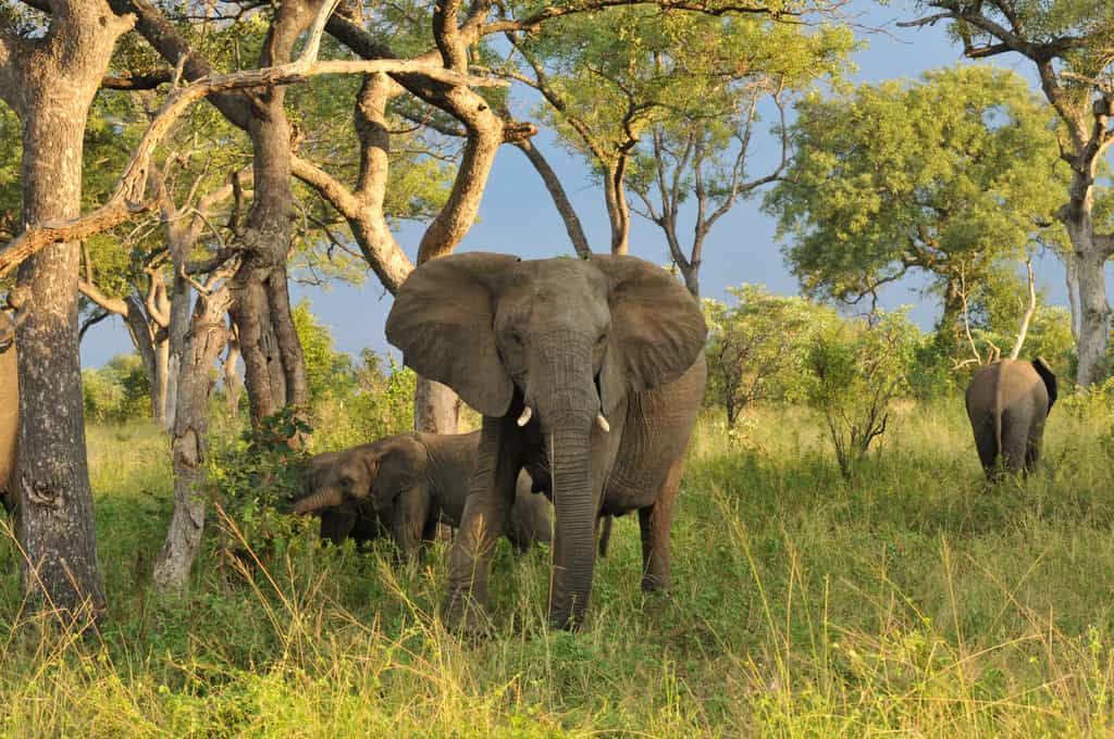 World’s largest and heaviest land animal