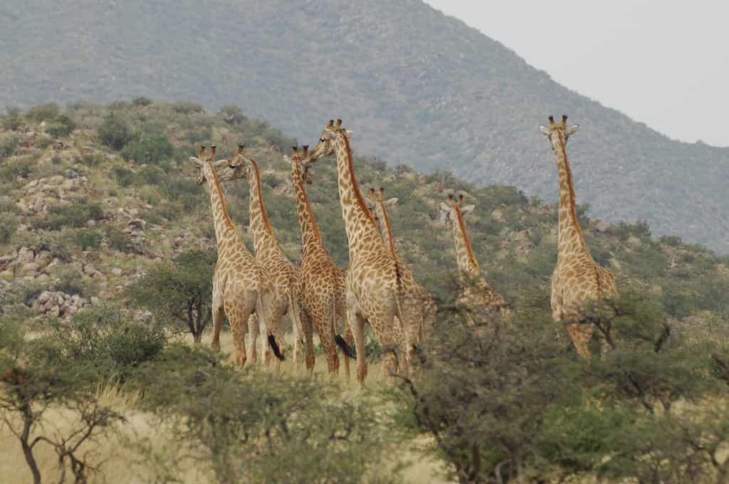 The Korannaberg Mountains