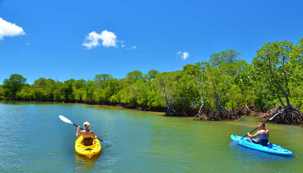 Canoeing in the Mangrove forests will take you breath away