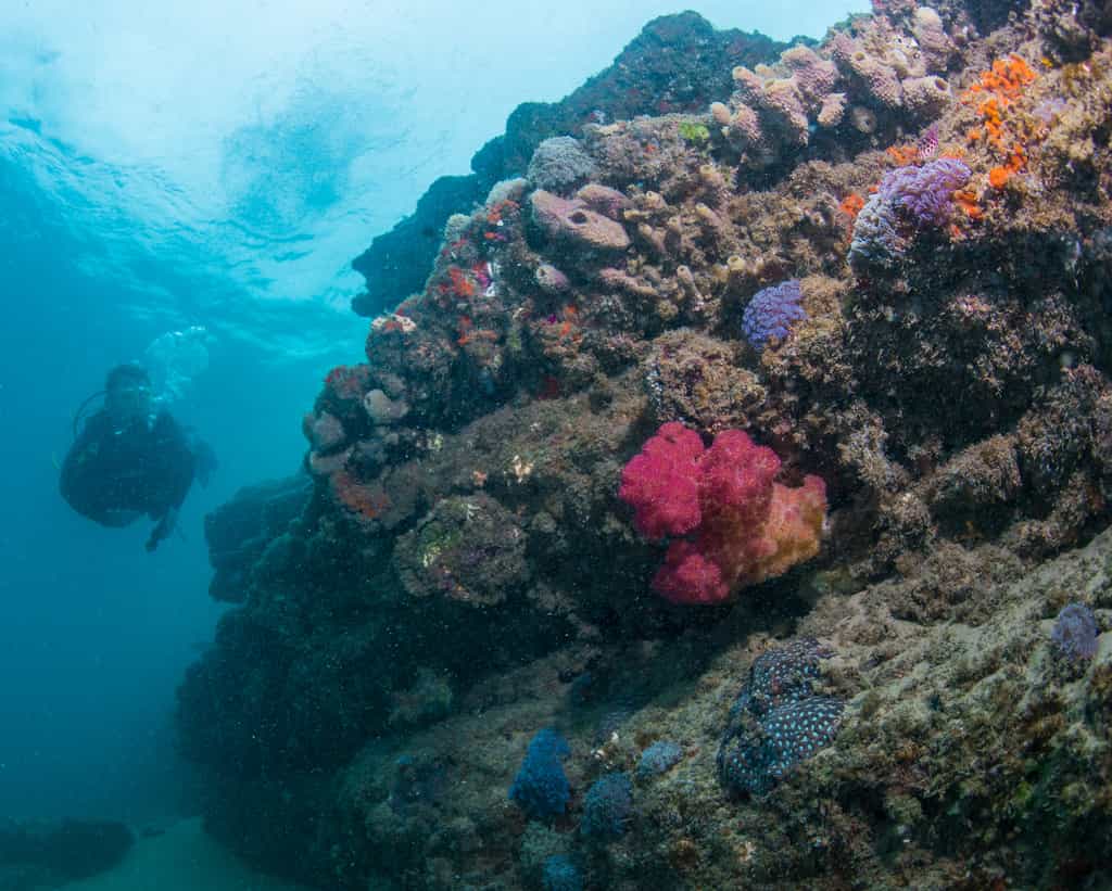 This reef is only a couple of meters from our rooms, best view on SCUBA during neap tides.