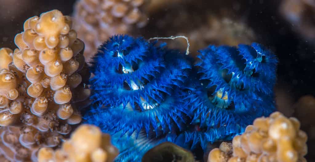 At the Inhaca reserve, only minutes away from the lodge, accessible from shore and on both SCUBA and snorkel