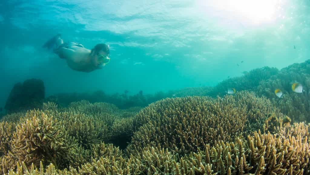 At the Inhaca reserve, only minutes away from the lodge, accessible from shore and on both SCUBA and snorkel