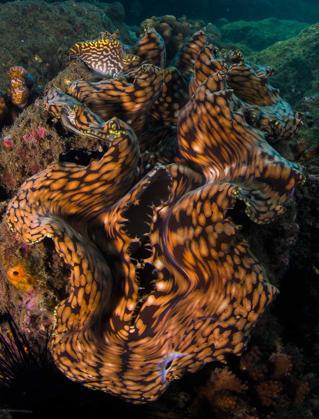 At the Inhaca reserve, only minutes away from the lodge, accessible from shore and on both SCUBA and snorkel