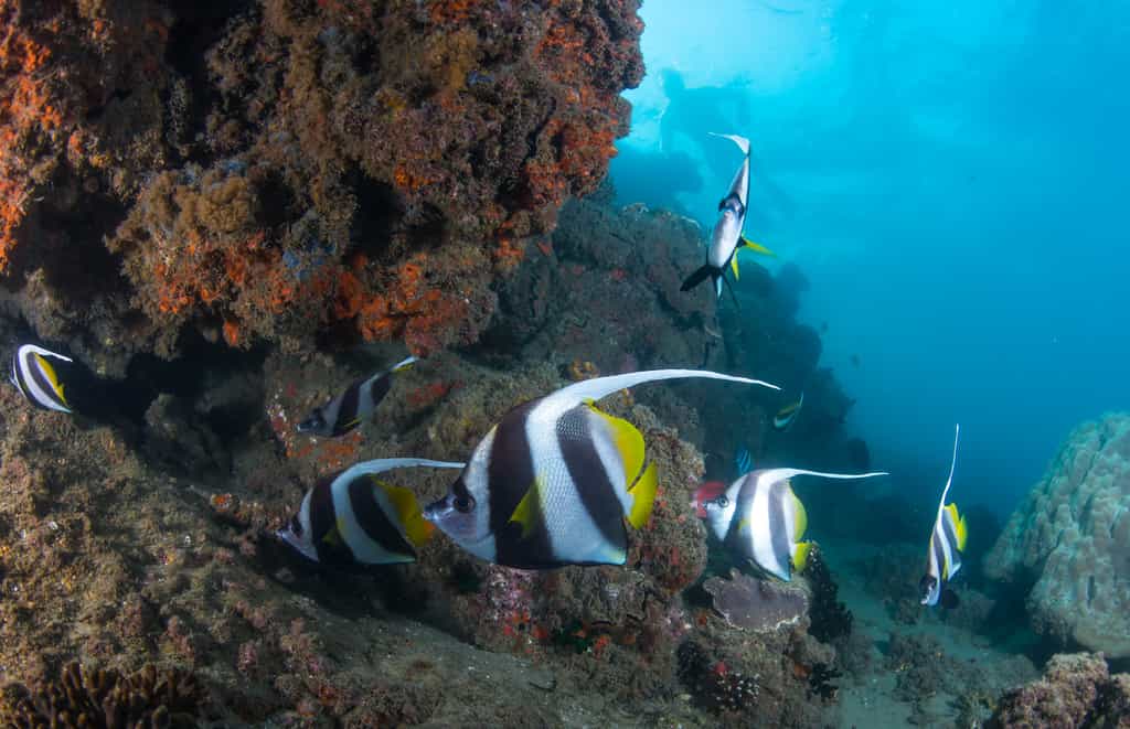 At the Inhaca reserve, only minutes away from the lodge, accessible from shore and on both SCUBA and snorkel