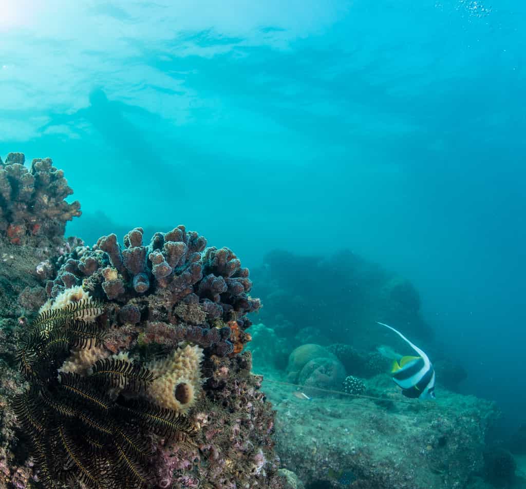 This is just meters away from the lodge, accessible from shore and on both SCUBA and snorkel