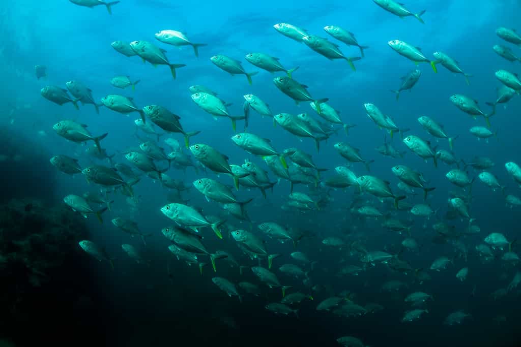 At the Inhaca reserve, only minutes away from the lodge, accessible from shore and on both SCUBA and snorkel