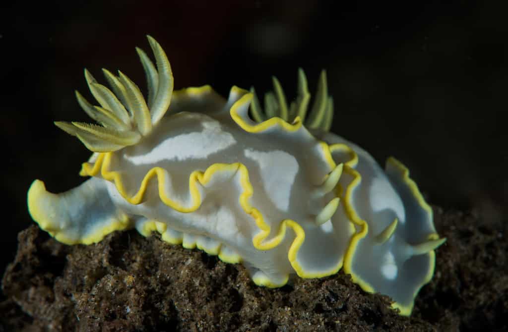 At the Inhaca reserve, only minutes away from the lodge, accessible from shore and on both SCUBA and snorkel