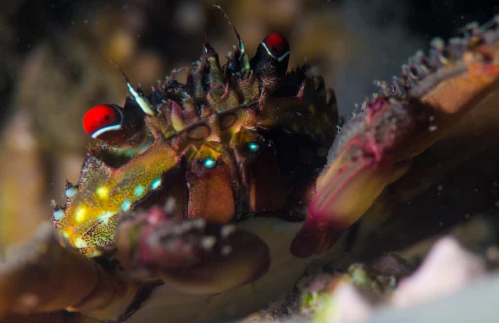 At the Inhaca reserve, only minutes away from the lodge, accessible from shore and on both SCUBA and snorkel