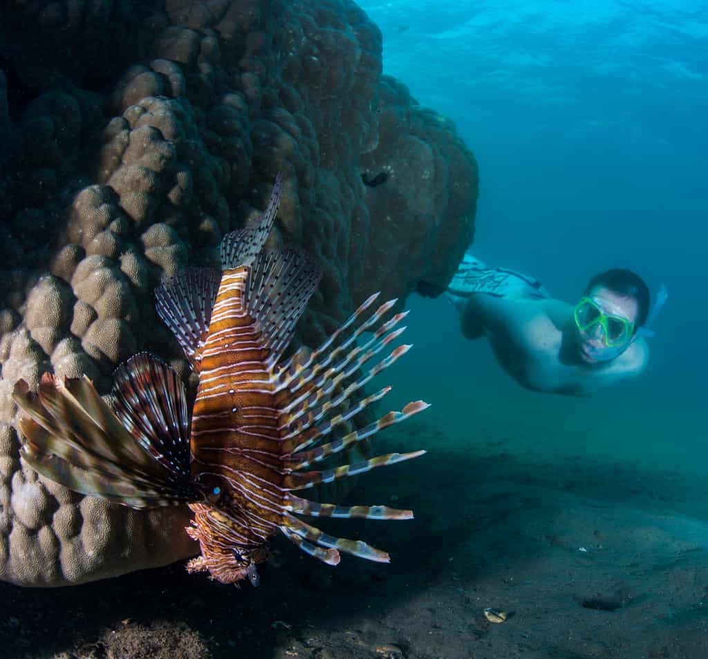 At the Inhaca reserve, only minutes away from the lodge, accessible from shore and on both SCUBA and snorkel