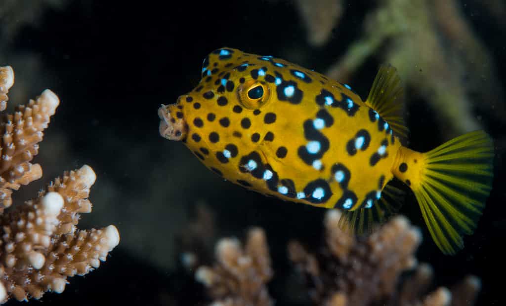 At the Inhaca reserve, only minutes away from the lodge, accessible from shore and on both SCUBA and snorkel