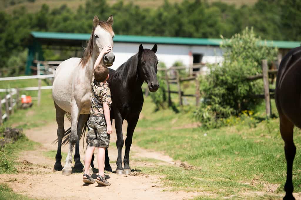 Best behaved Horses in the Berg and Magnificant Trails to be explored.