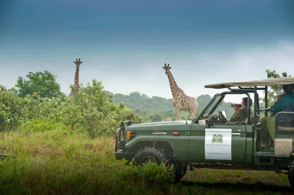 Guests can enjoy an afternoon game drive and a morning game drive at Makakatana Bay Lodge