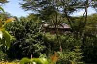 African inspired suites 