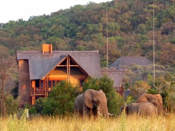 Kololo is a perfect safari destination. Visit neighbouring reserve Welgevonden Game Reserve (of which Kololo is also part) and view the Big 5 - lion, leopard, elephant, rhino and buffalo - or enjoy a sneak preview over the fence, from the comfort of your chalet at Kololo.