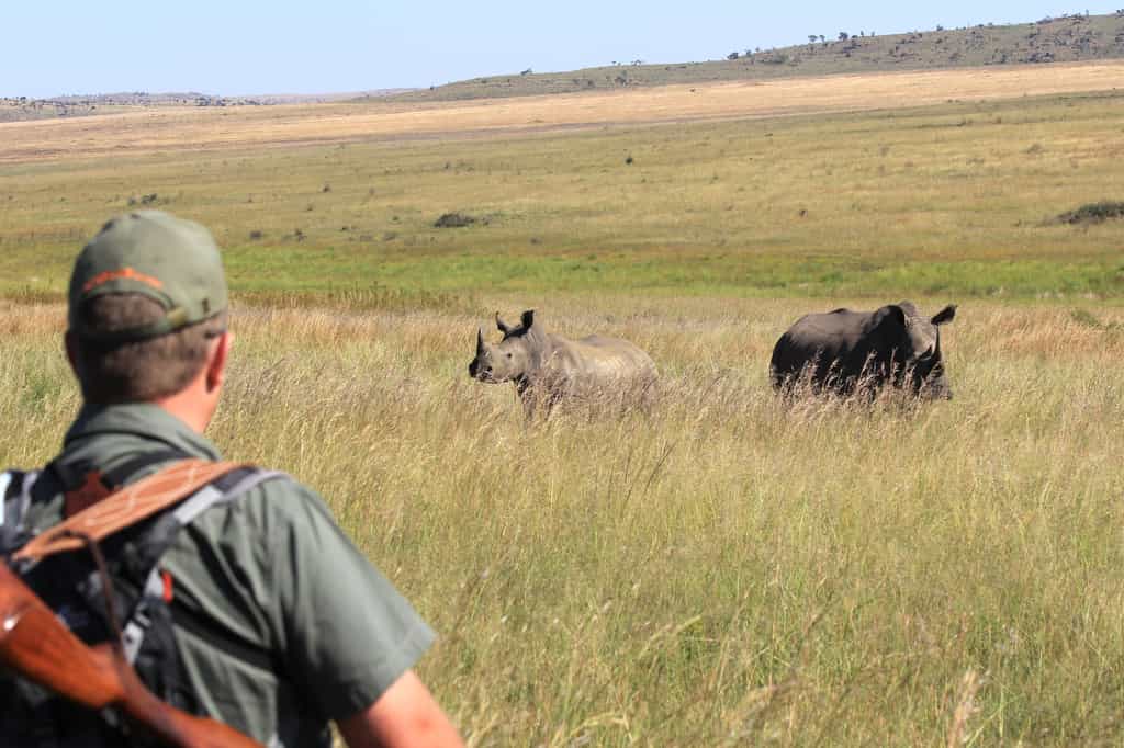 Kololo lies adjacent to Welgevonden Game Reserve, a fascinating and incredibly beautiful destination. We are privileged to organize Big 5 walking safaris into this reserve to which access is limited. Under the guidance and protection of our certified rangers you can go explore this big 5 nature reserve in an exclusive and intimate manner. An exhilarating adventure, giving you a chance to experience wildlife in a totally different way