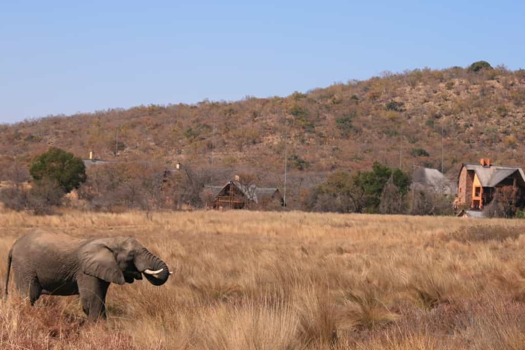 Kololo is a perfect safari destination. Visit neighbouring reserve Welgevonden Game Reserve (of which Kololo is also part) and view the Big 5 - lion, leopard, elephant, rhino and buffalo - or enjoy a sneak preview over the fence, from the comfort of your chalet at Kololo.