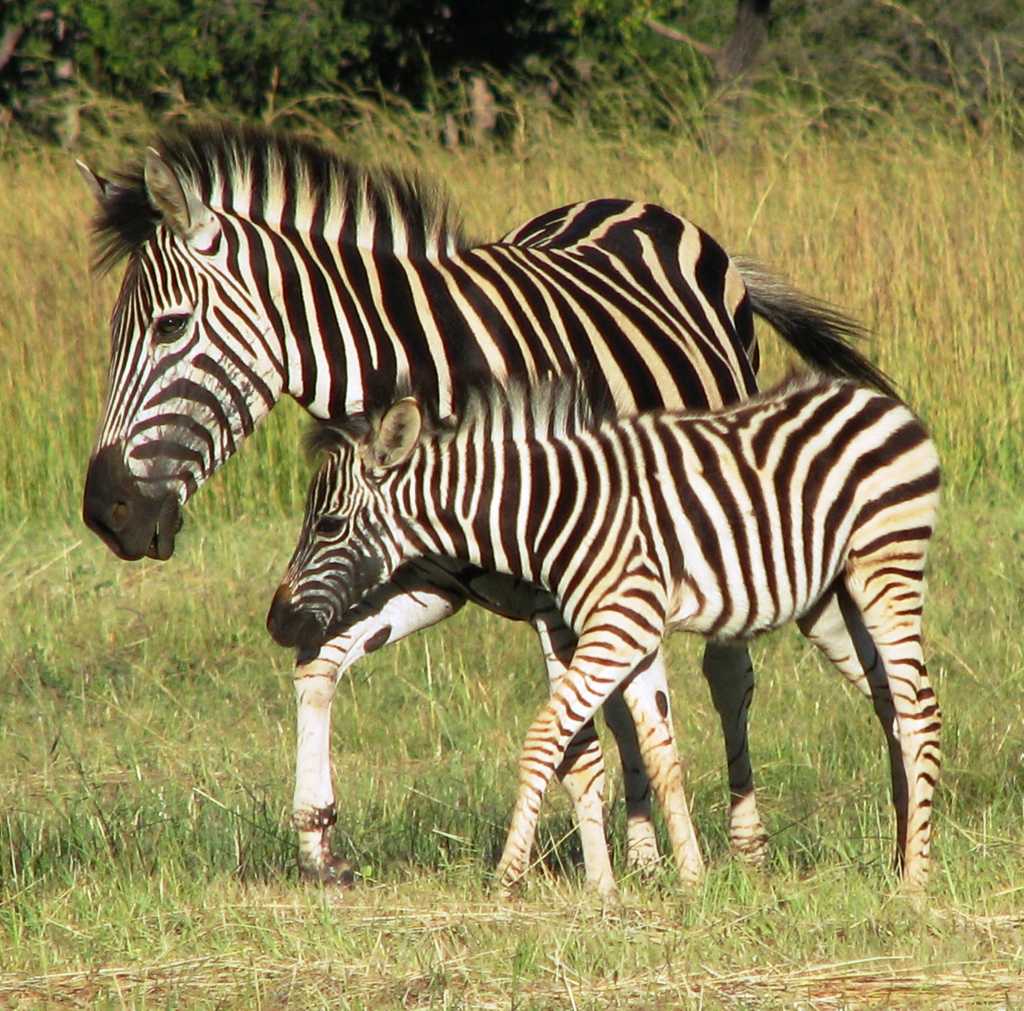 Zebra, mother & foal