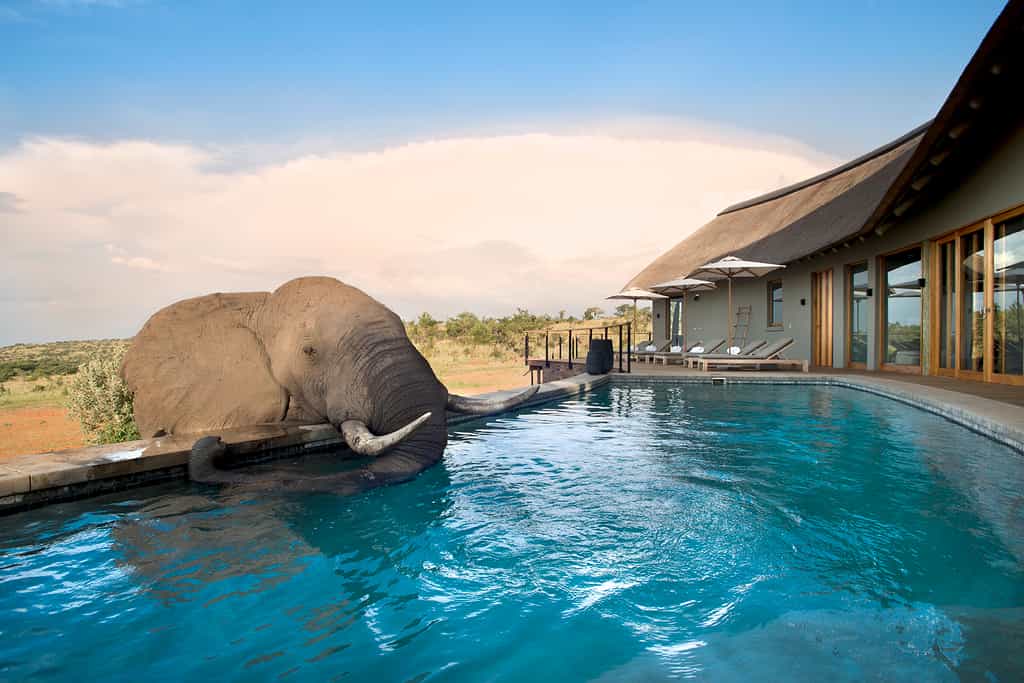 Mhondoro Game Lodge- Main lodge pool & elephant