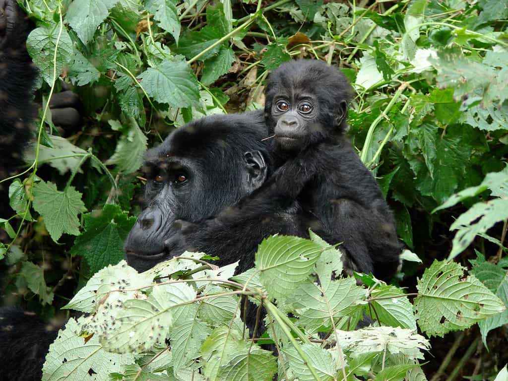 Clouds Mountain Gorilla Lodge Gorilla Tracking