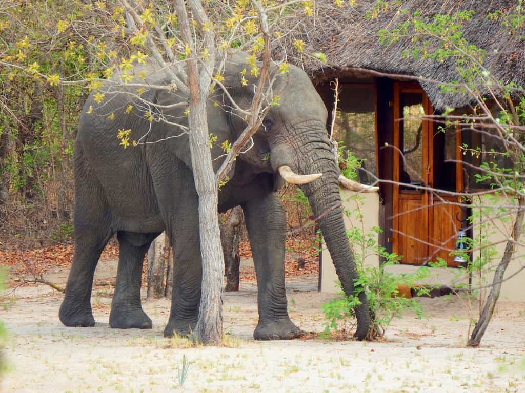 Elephant near chalet