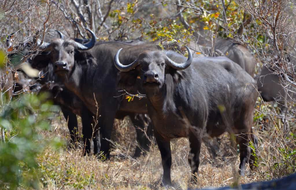 One of our members of the Big 5 on offer