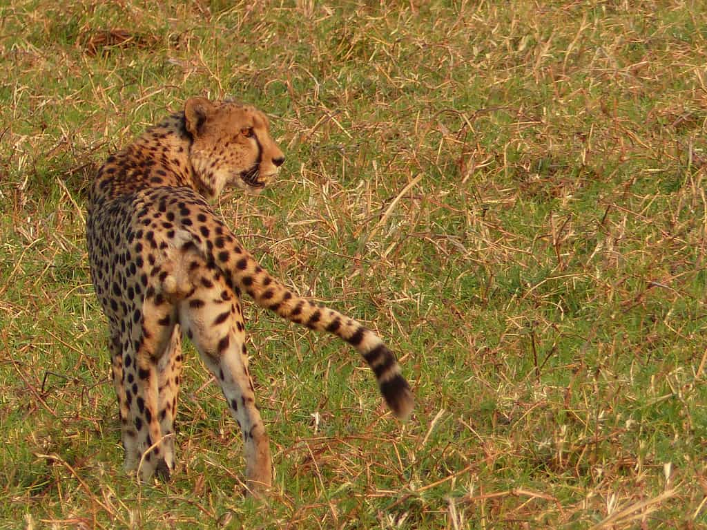 We have good population of cheetah around Nanzhila