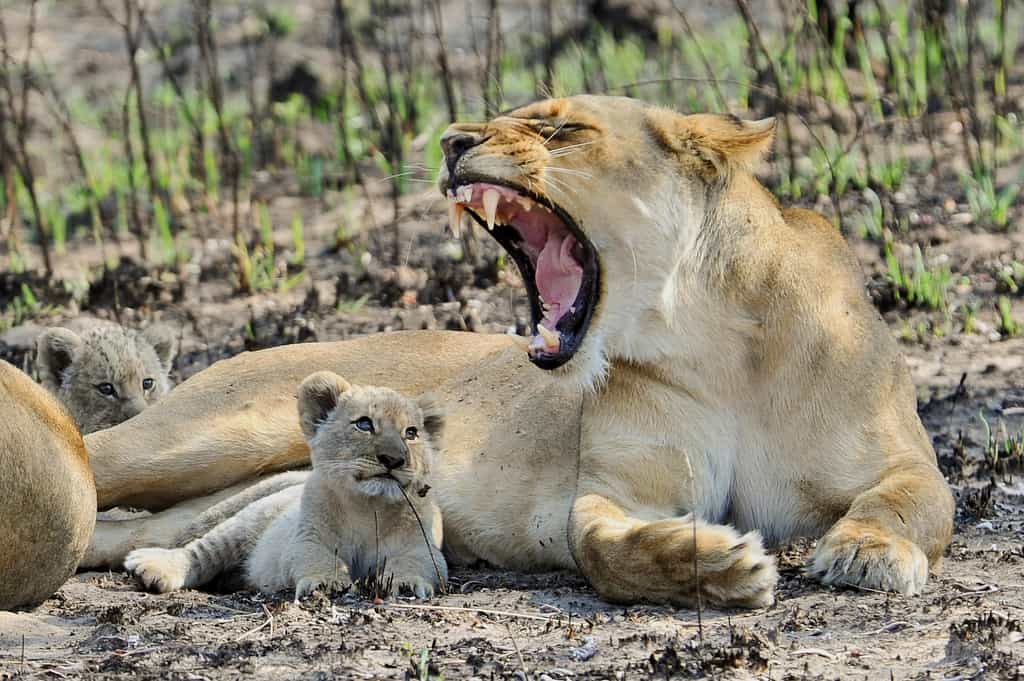 Nanzhila has very good lion populations