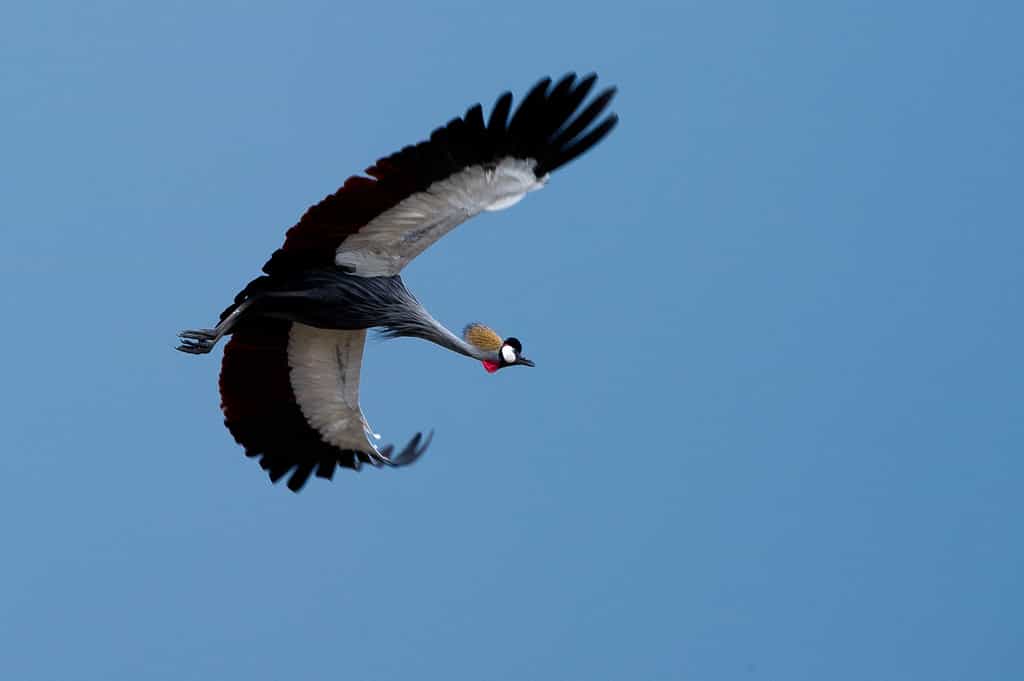 Crowned Crane