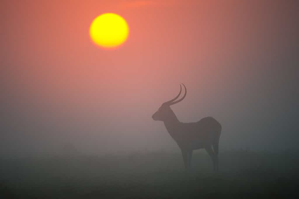 Lechwe