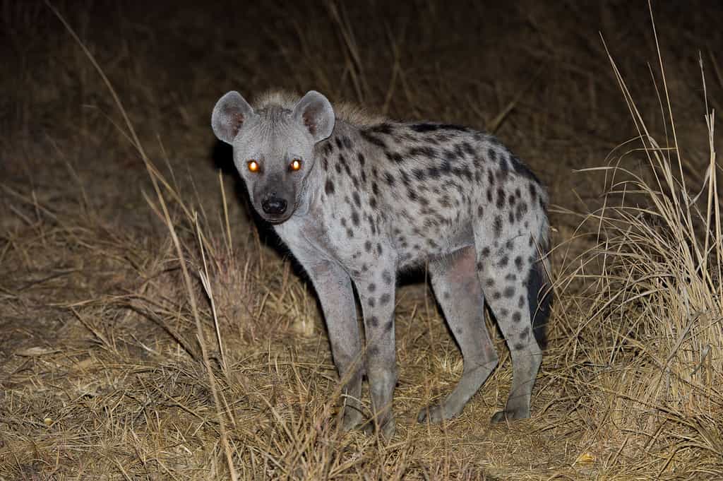 Spotted Hyaena