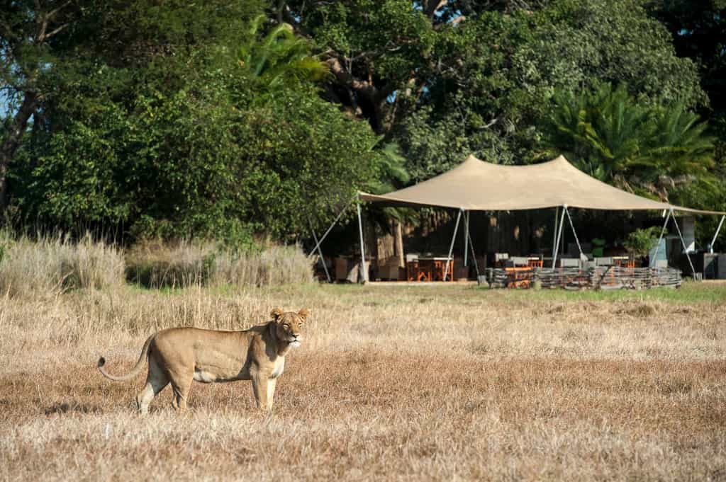 Lion passing in front of Busanga Bush Camp