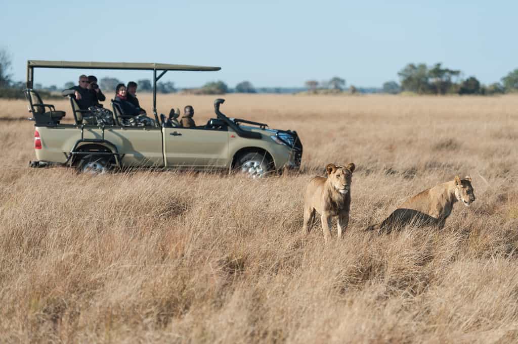 Lion game drive sighting
