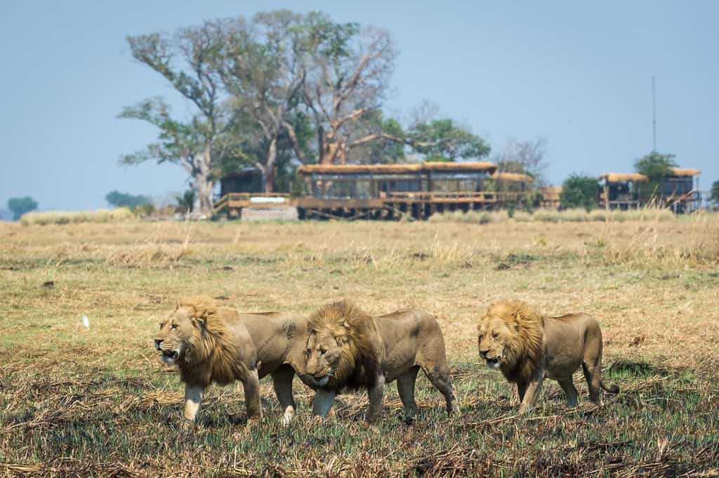 Lion passing Shumba