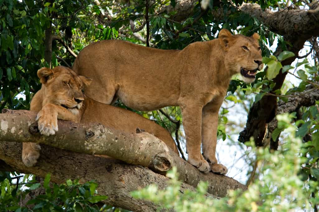 Tree climbing lions found in the area