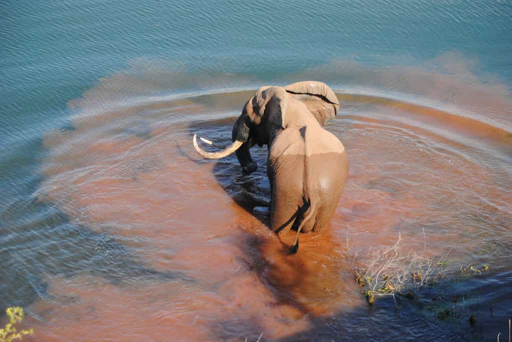 Elephants, who have adapted to a semi aquatic lifestyle, frequent the shoreline 