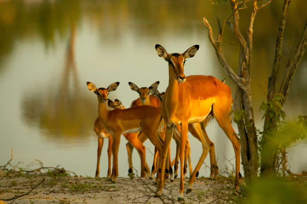 Impala on the Lookout near Selinda Explorers Camp