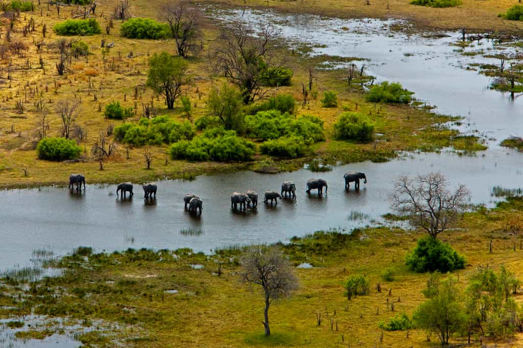Elephants and the Selinda Spillway from the Air