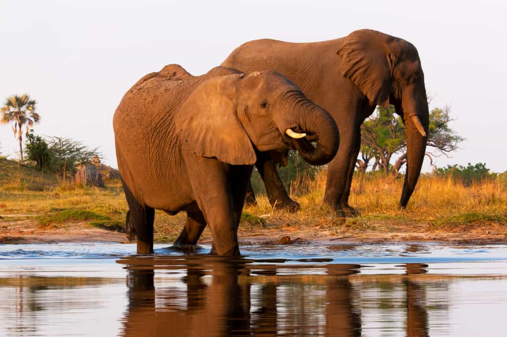 Elephants Crossing the Selinda Spillway