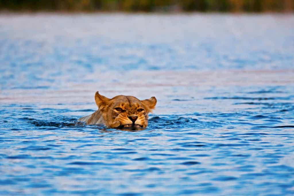 Lion Crossing the Selinda Spillway