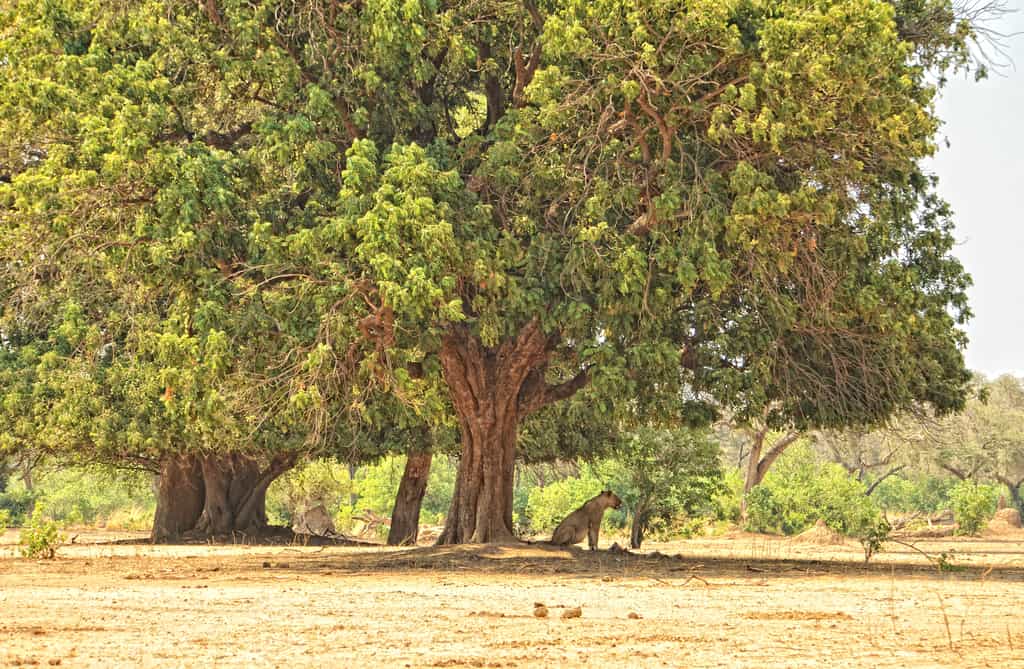 Up-close wildlife encounters
