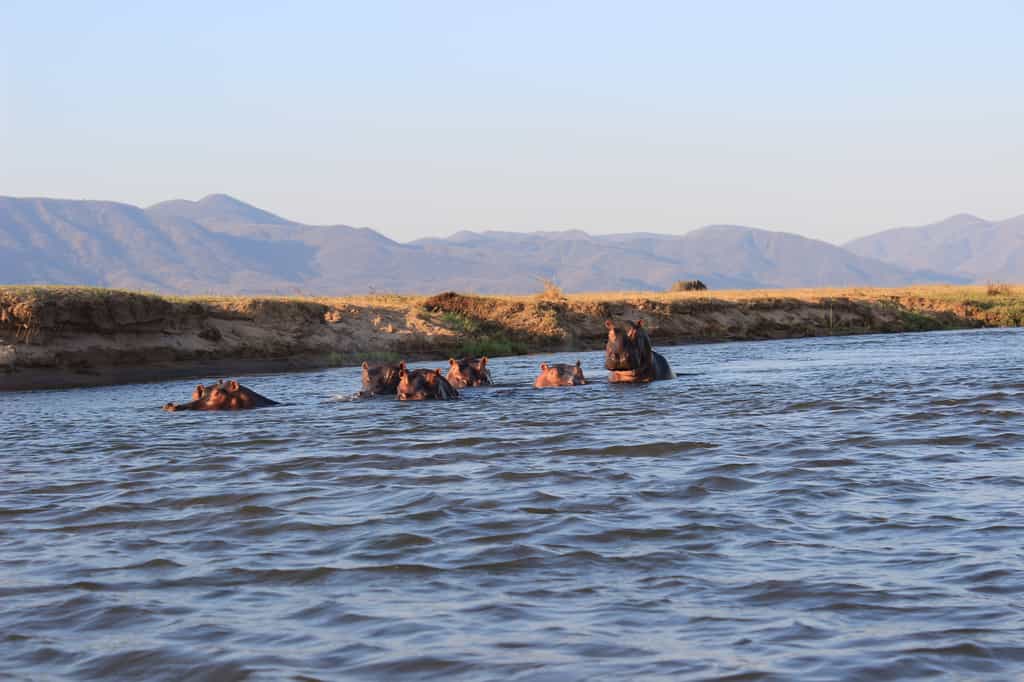 Hippos on the Zambezi River