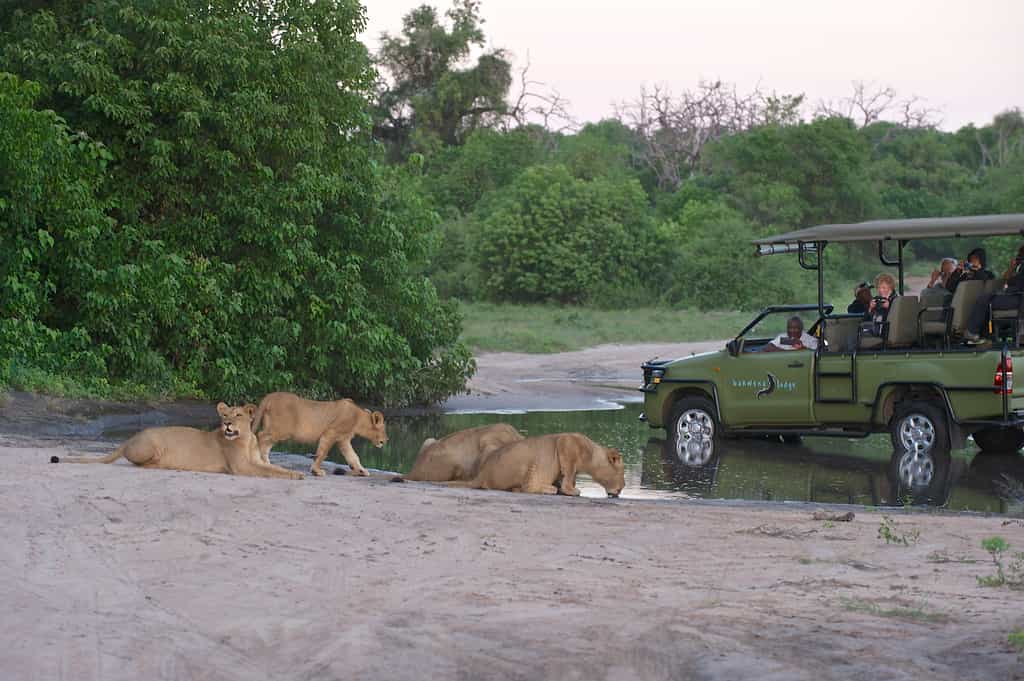 game viewers with a pride of lion