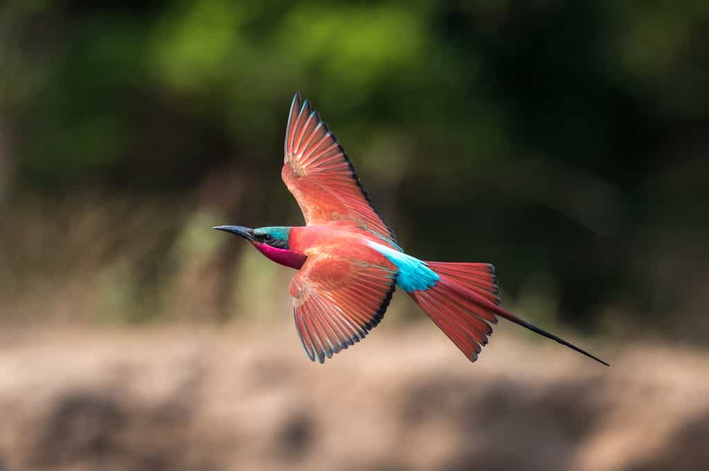 Vibrantly coloured southern carmine bee-eater