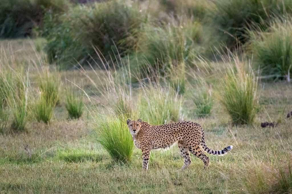 Cheetah may be seen while out on a game drive