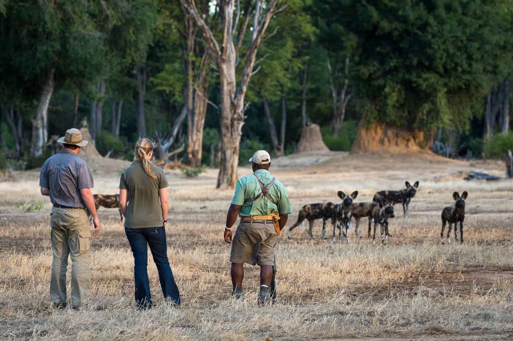 Wild dog seen on bush walk