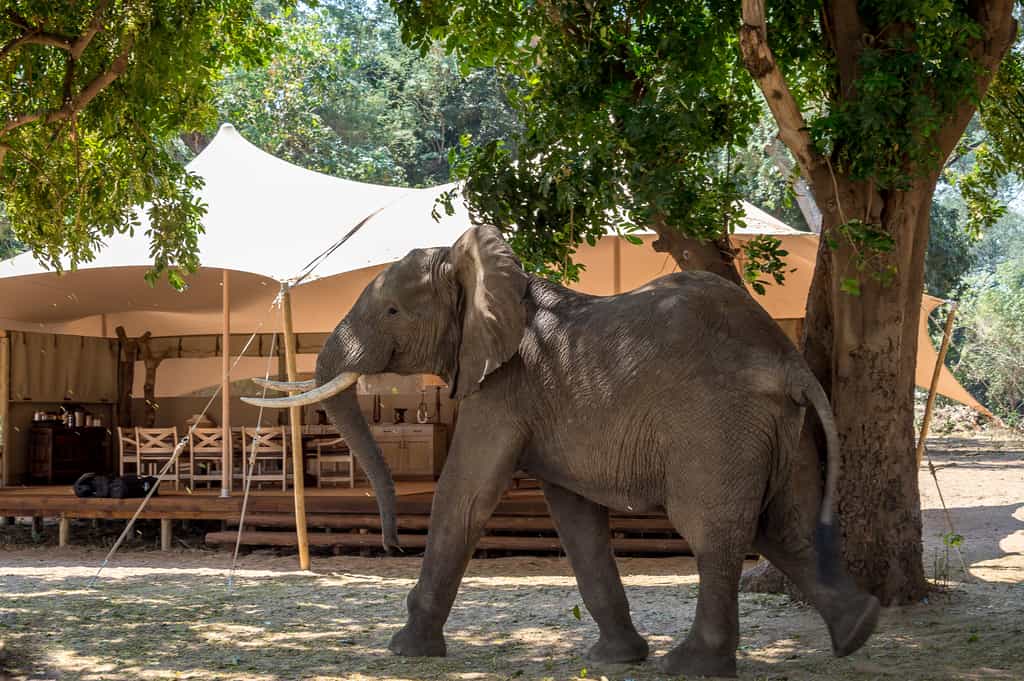 Elephant wander through camp in search of their favourite albida pods